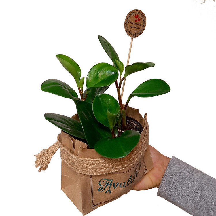 گیاه طبیعی قاشقی کد 02.A.P