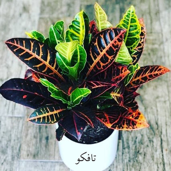 گل طبیعی کروتون تافکو کد 2028