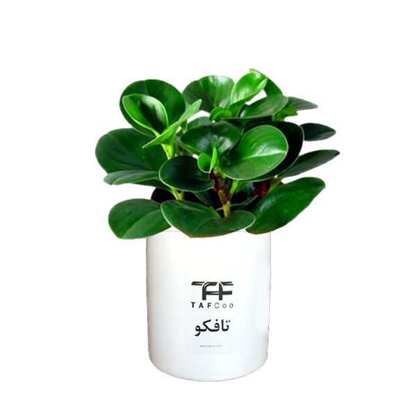 گل طبیعی قاشقی تافکو مدل s1