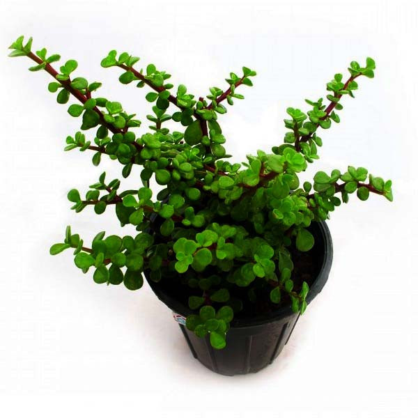 گیاه طبیعی خرفه مدل AMS21