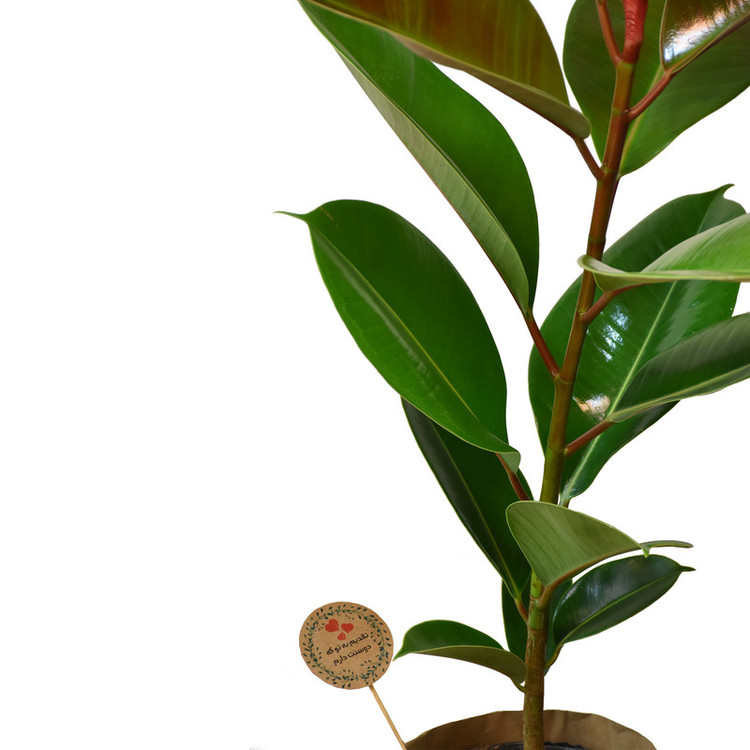 گیاه طبیعی فیکوس کدP.A.08