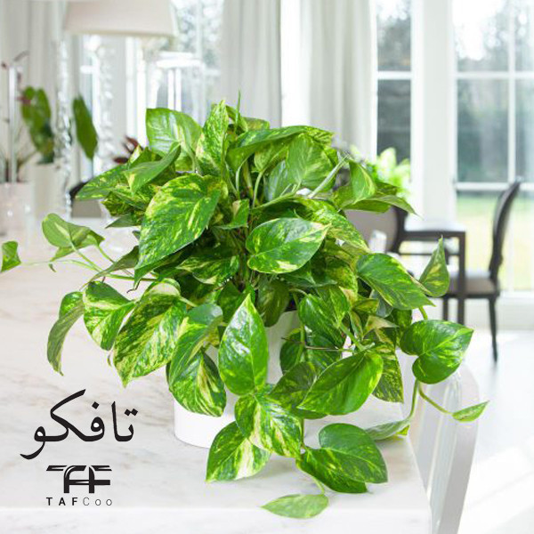 گیاه طبیعی پتوس تافکو مدل ابلق کد 2037