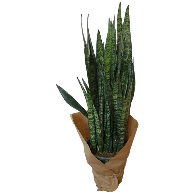 گیاه طبیعی سانسوریا کد ss01