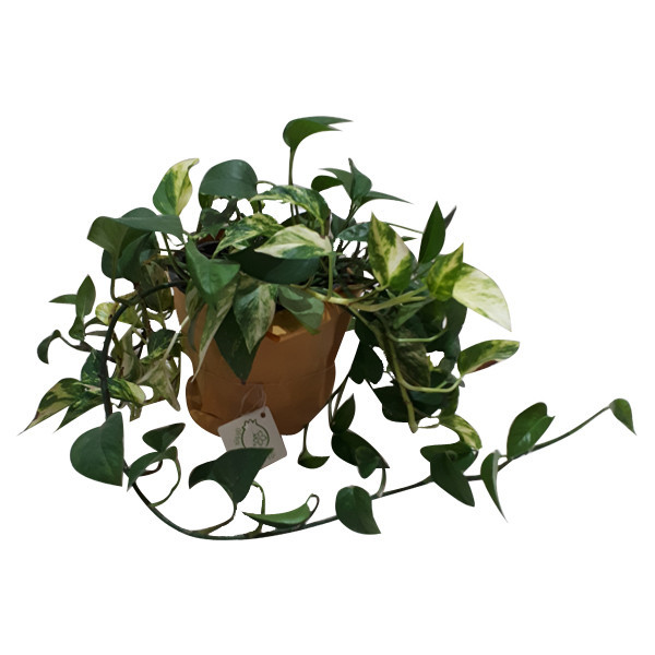 گیاه طبیعی پتوس ناردونه کد M02
