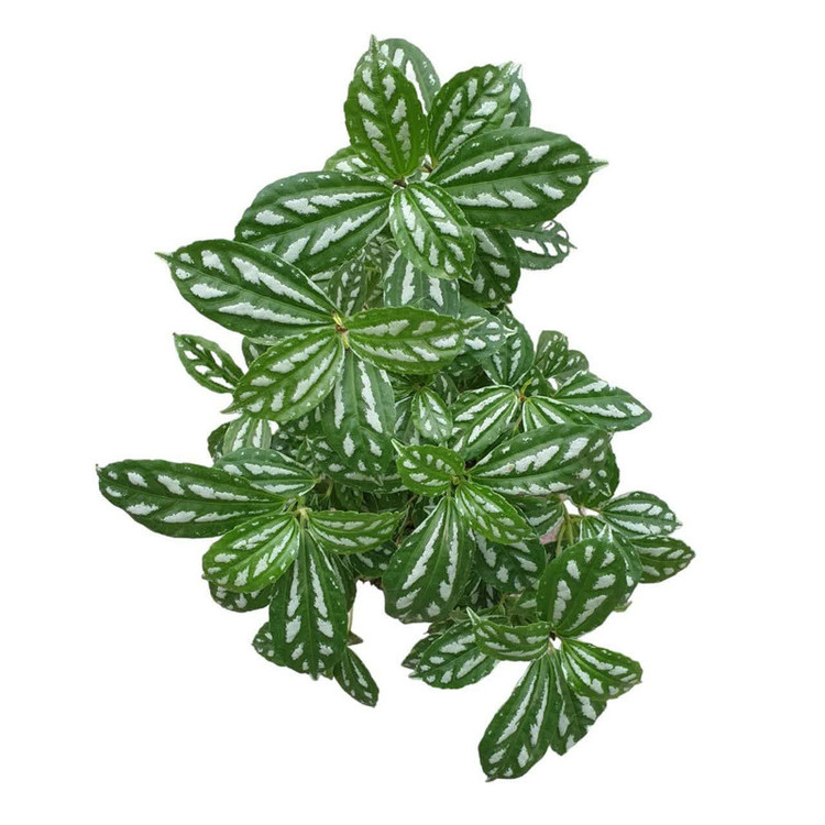 گیاه طبیعی پیله آ کد 180