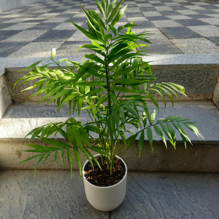 گیاه طبیعی نخل شامادورا کد 02