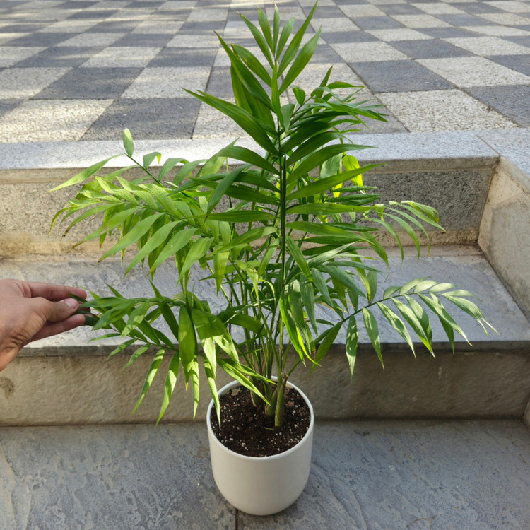 گیاه طبیعی نخل شامادورا کد 02