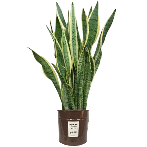 گل طبیعی سانسوريا ابلق تافکو کد 2030