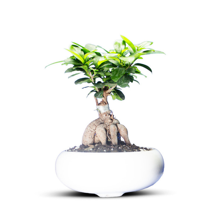 گیاه طبیعی بونسای جنسینگ کد 01