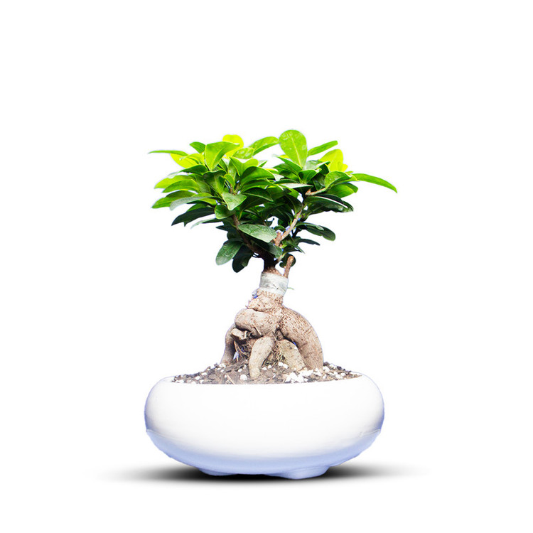 گیاه طبیعی بونسای جنسینگ کد 01