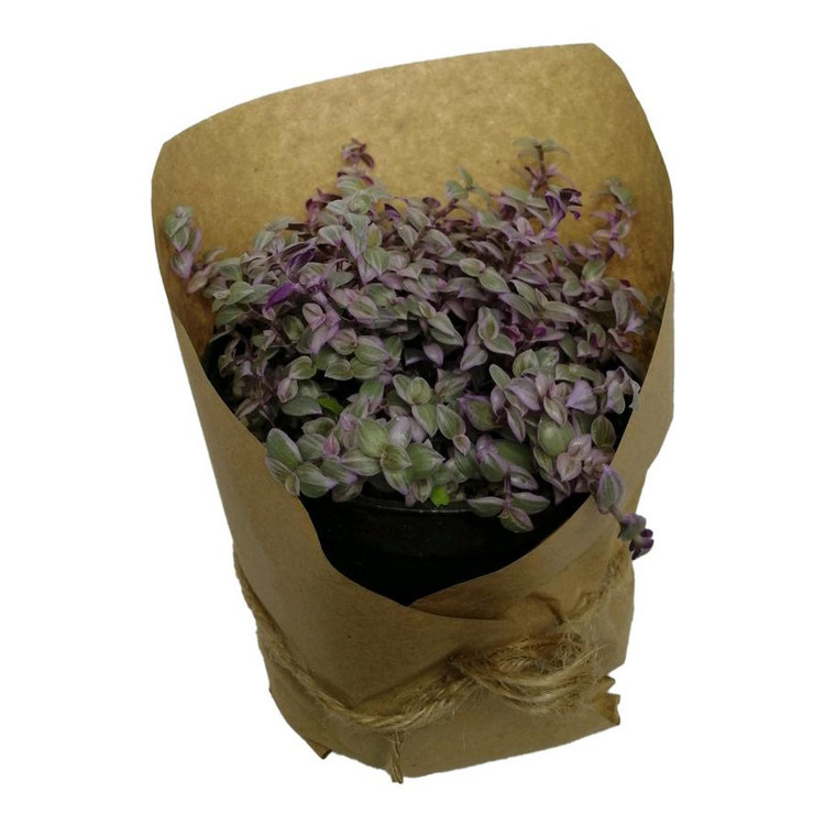 گیاه طبیعی کالیسیا کد ss02