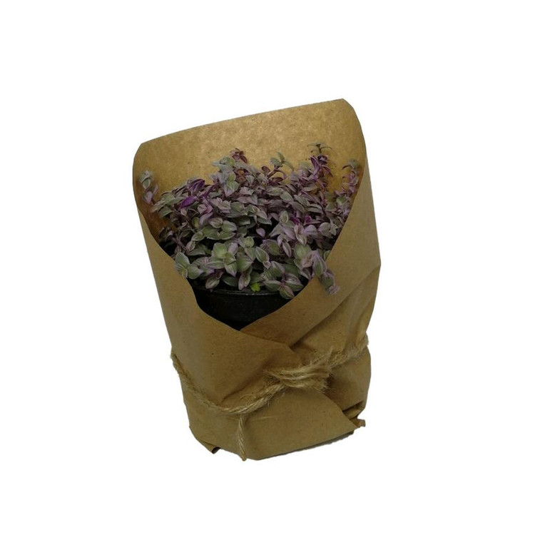 گیاه طبیعی کالیسیا کد ss02