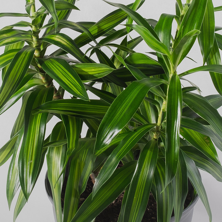 گیاه طبیعی دراسنا بلالی مدل P-03