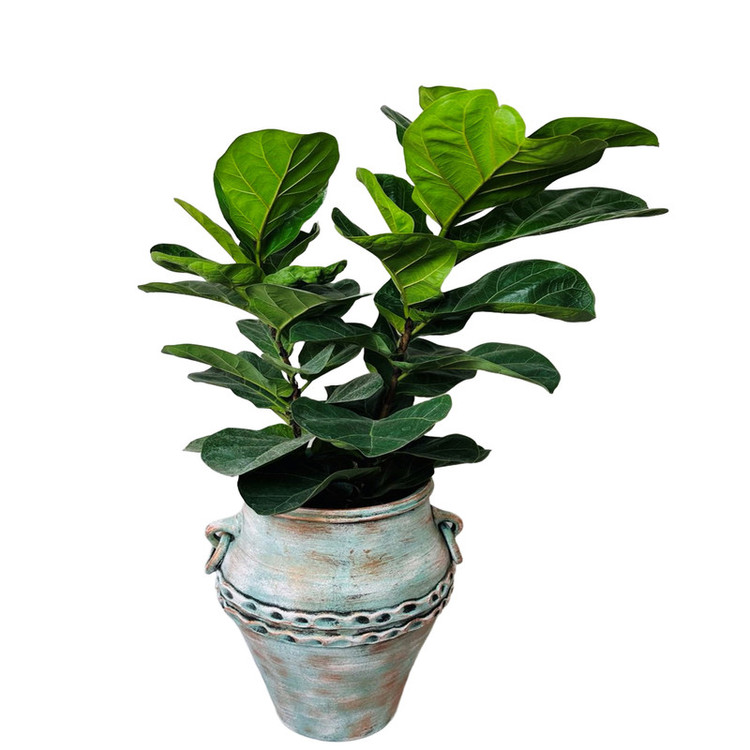 گل آپارتمانی فیکوس لیراتا مدل F110