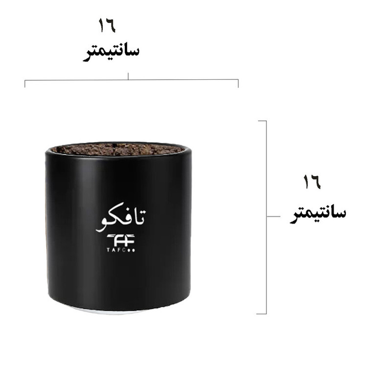 گل طبیعی کریپتانتوس تافکو مدل s1
