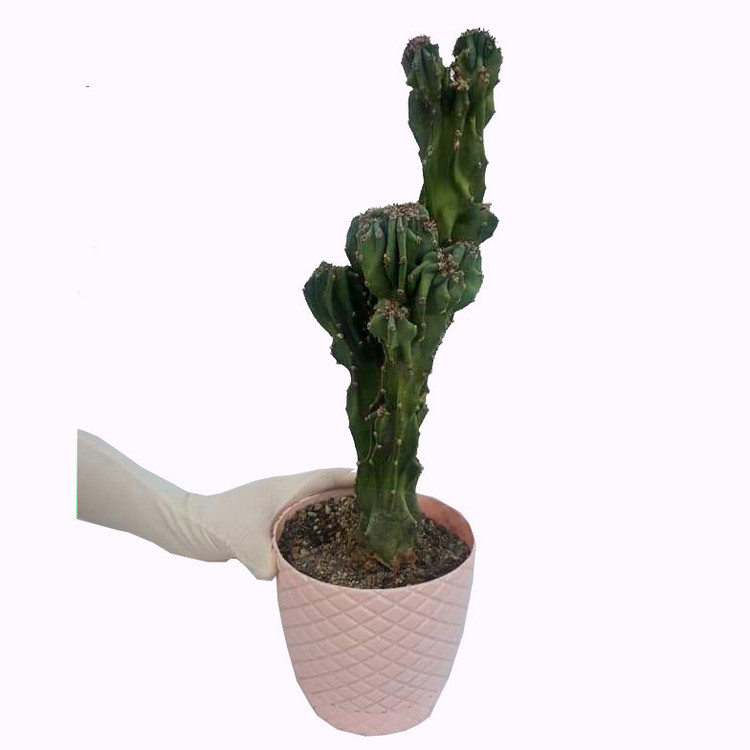 گیاه طبیعی کاکتوس صخره ای کد s01