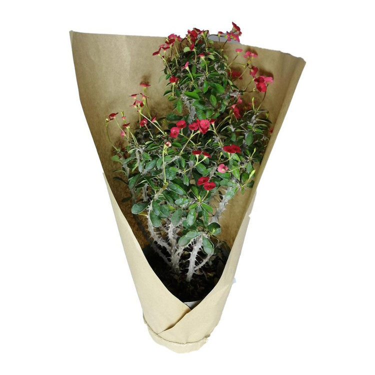 گیاه طبیعی مرجان مینیاتوری کد ss03