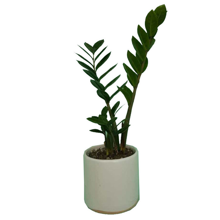 گیاه طبیعی زامیفولیا کد 01