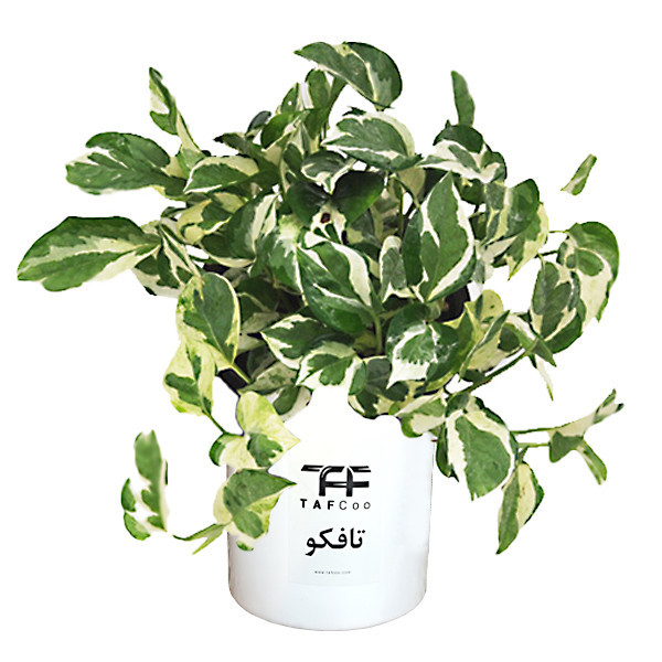گیاه طبیعی پتوس تافکو مدل مینیاتوری کد 2037