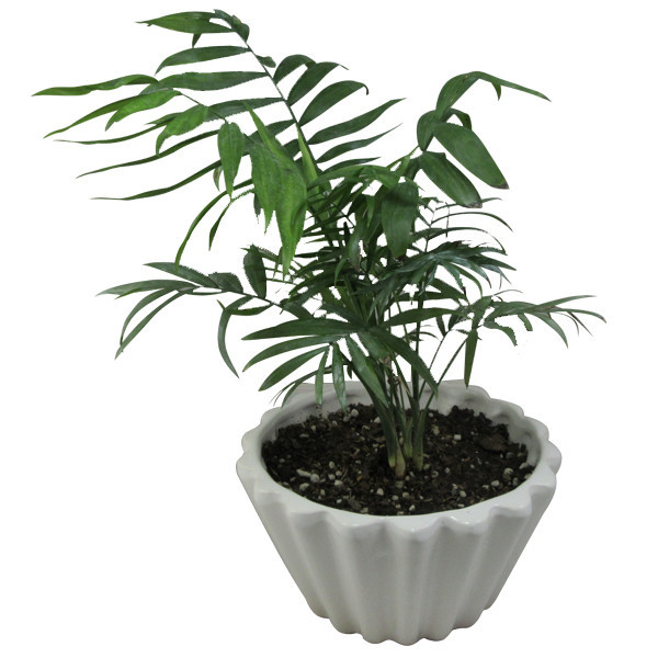 گیاه طبیعی نخل شامادورا کد M01