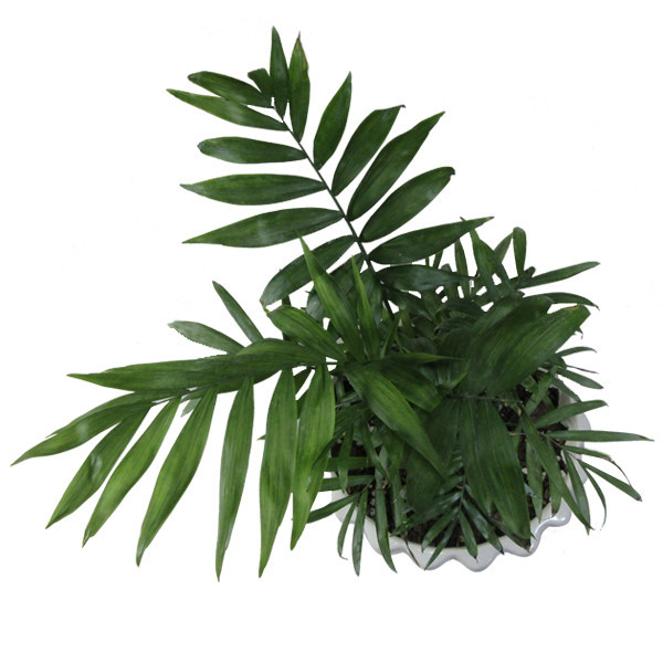 گیاه طبیعی نخل شامادورا کد M01