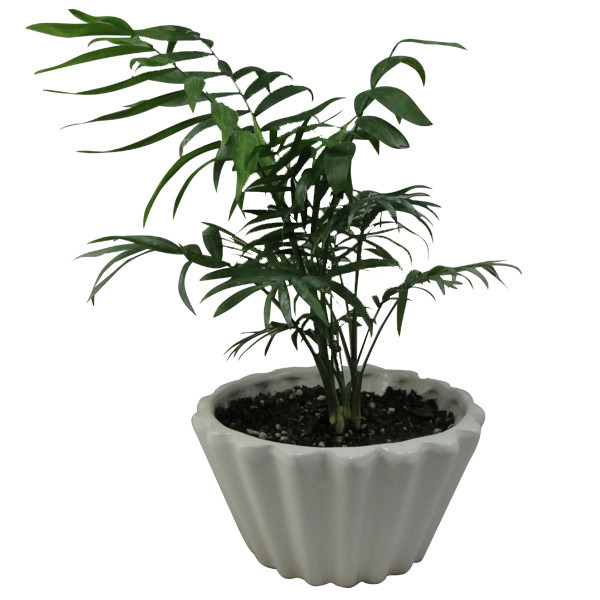 گیاه طبیعی نخل شامادورا کد M01