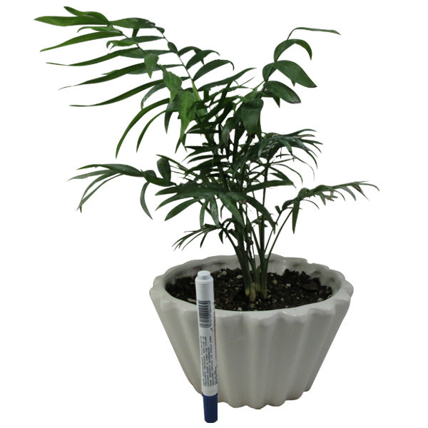 گیاه طبیعی نخل شامادورا کد M01