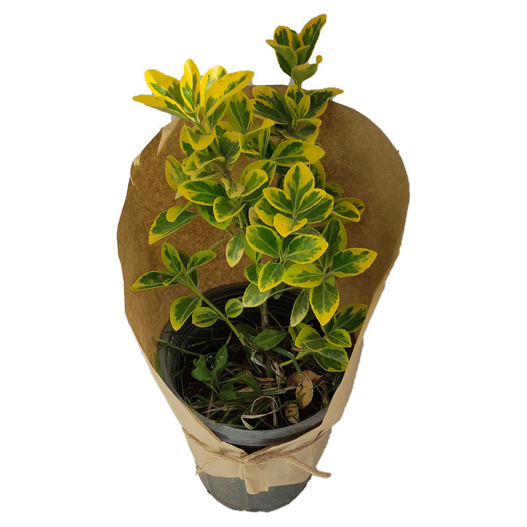 گیاه طبیعی پشمشاد طلایی کد yt19