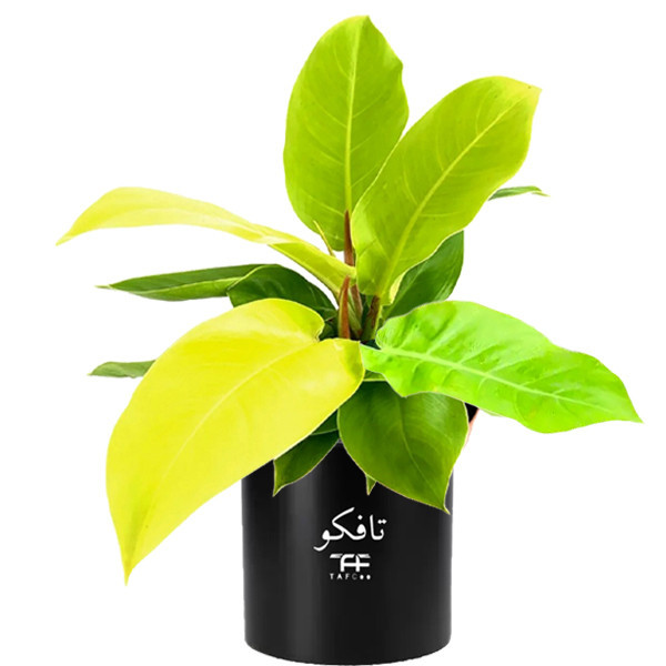 گل طبیعی فیلودندرون نئون تافکو مدل لیمویی کد 2x