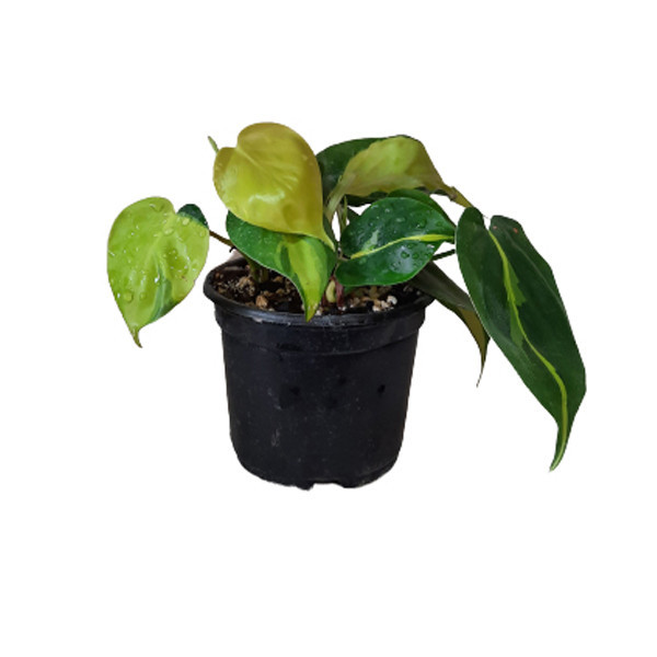 گل طبیعی اسکاندیس ابلق کد Skandisa01