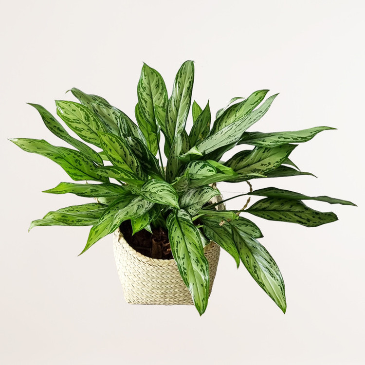 گیاه طبیعی آگلونما نقره ای کد 016
