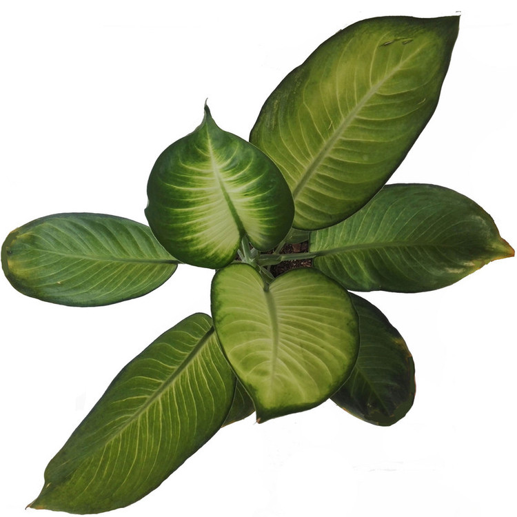 گل طبیعی دیفن کاملیا کد 108