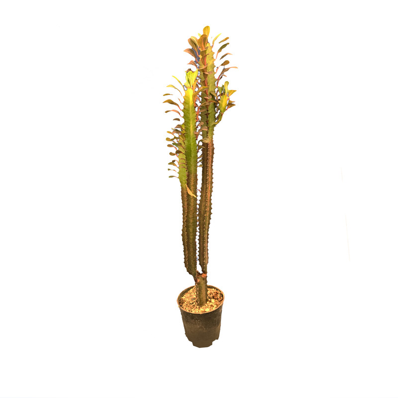 گیاه طبیعی کاکتوس تریگوانا قرمز کد FOR-8