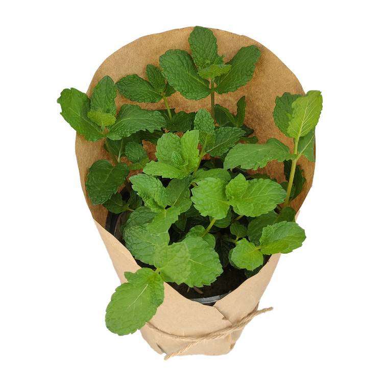گیاه طبیعی نعنا کد yt38