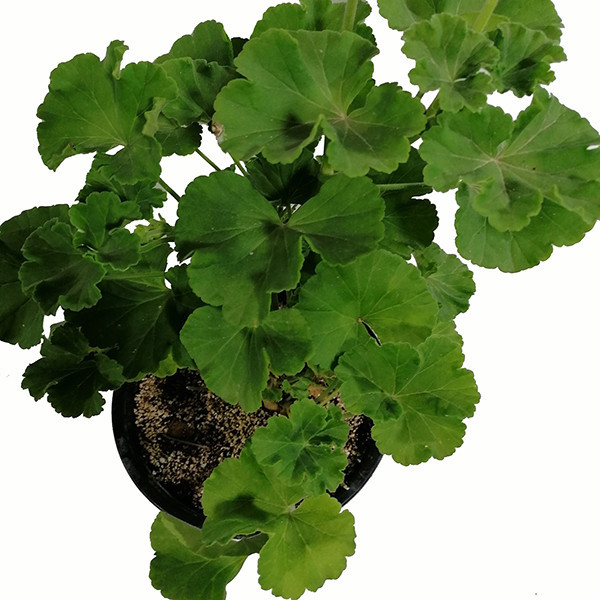 گیاه طبیعی شمعدانی هلندی مدل 5159955