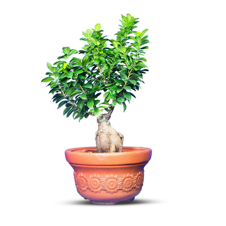 گیاه طبیعی بونسای جنسینگ کد 04