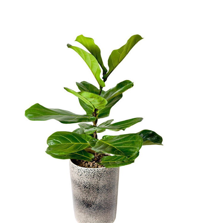 گل آپارتمانی فیکوس لیراتا مدل F50