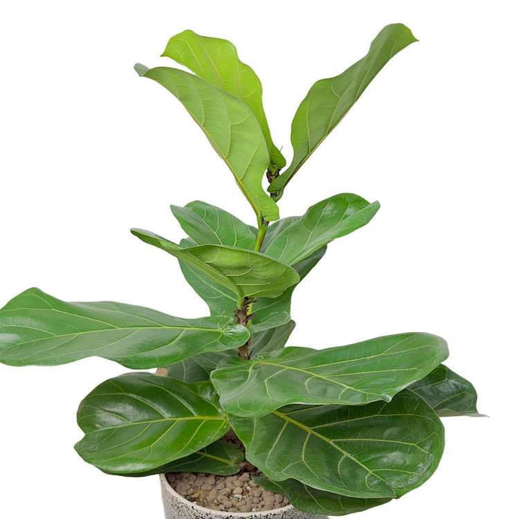 گل آپارتمانی فیکوس لیراتا مدل F50