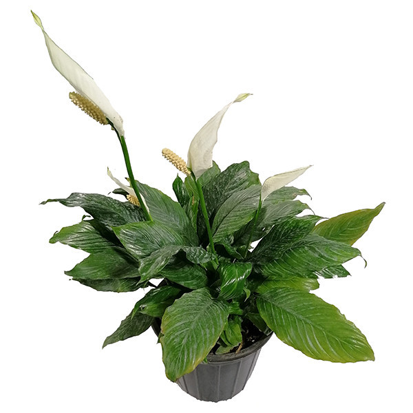گیاه طبیعی اسپاتی فیلیوم مدل 5161615