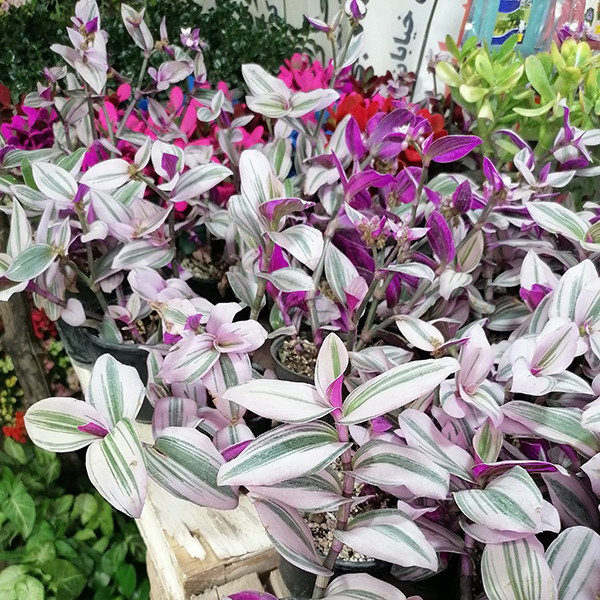 گیاه طبیعی برگ بید مدل 5161481