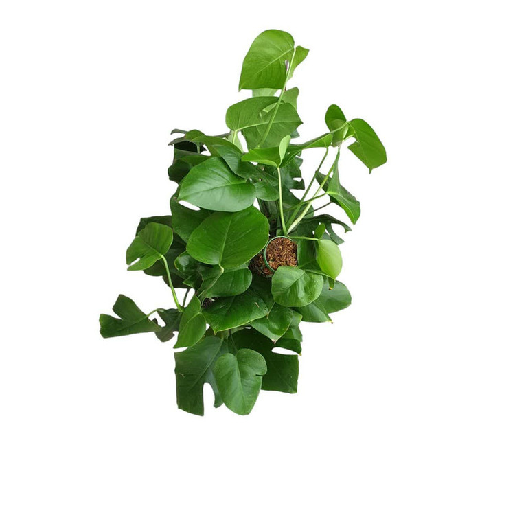 گیاه طبیعی برگ انجیری برگ پهن کد 30