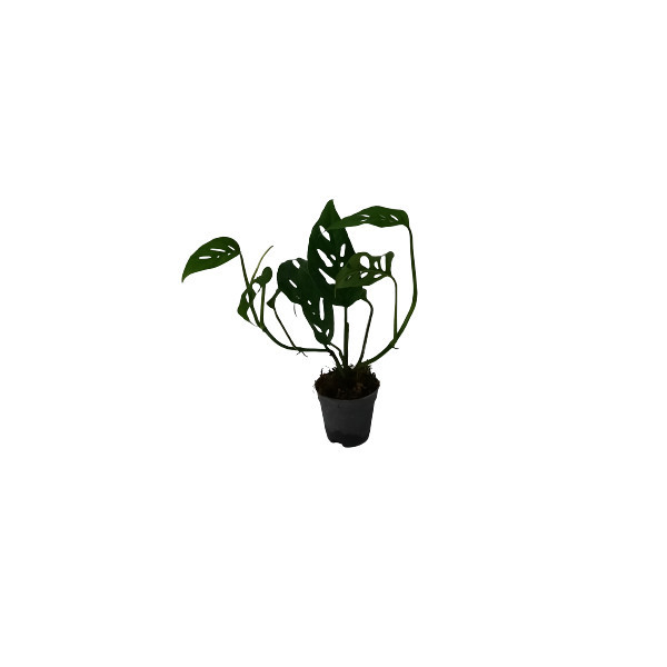 گیاه طبیعی پتوس حصیری کد 02