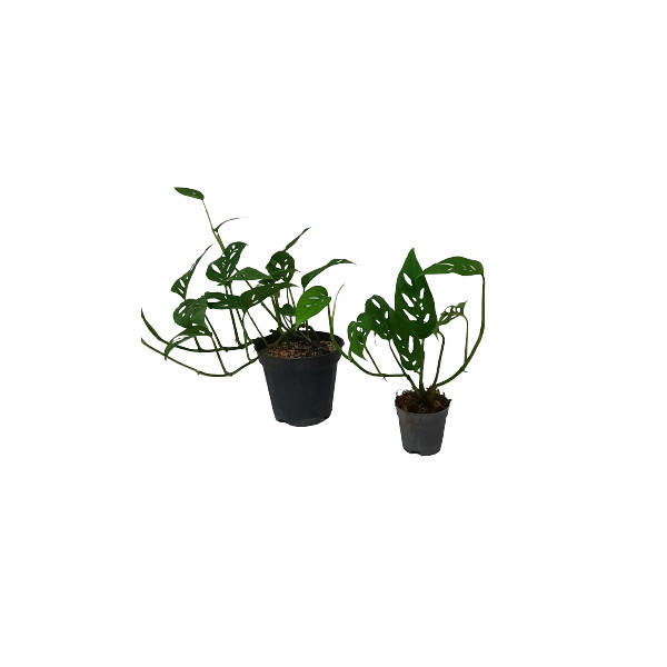 گیاه طبیعی پتوس حصیری کد 02