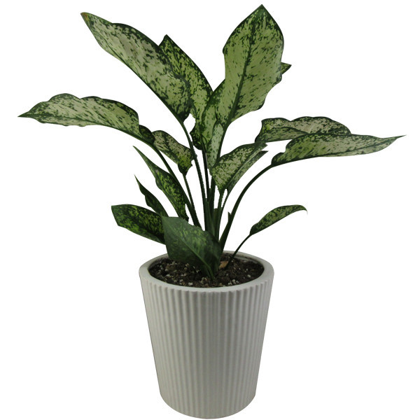 گیاه طبیعی آگلونما کد AB - M01