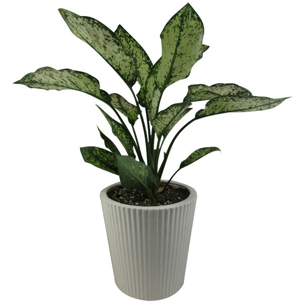گیاه طبیعی آگلونما کد AB - M01