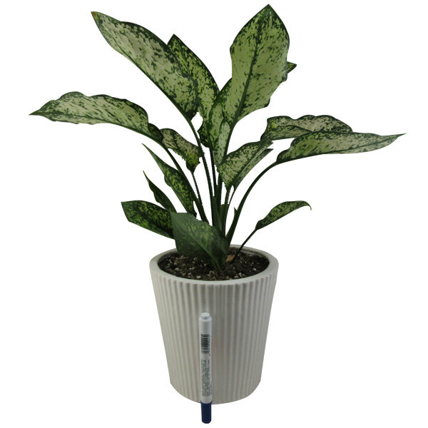 گیاه طبیعی آگلونما کد AB - M01