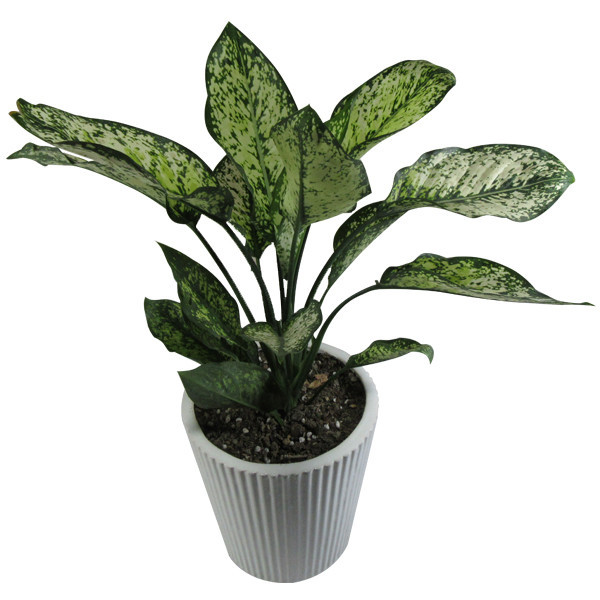 گیاه طبیعی آگلونما کد AB - M01