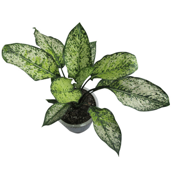 گیاه طبیعی آگلونما کد AB - M01