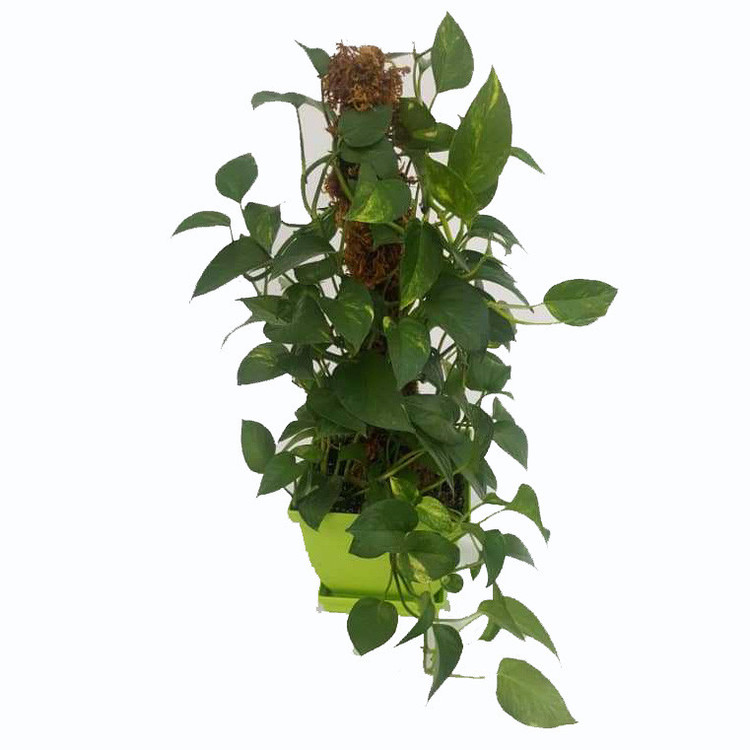 گیاه طبیعی پتوس کد gr01