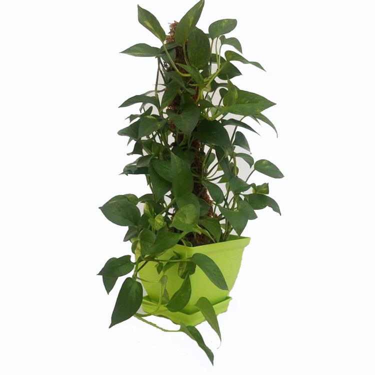 گیاه طبیعی پتوس کد gr01